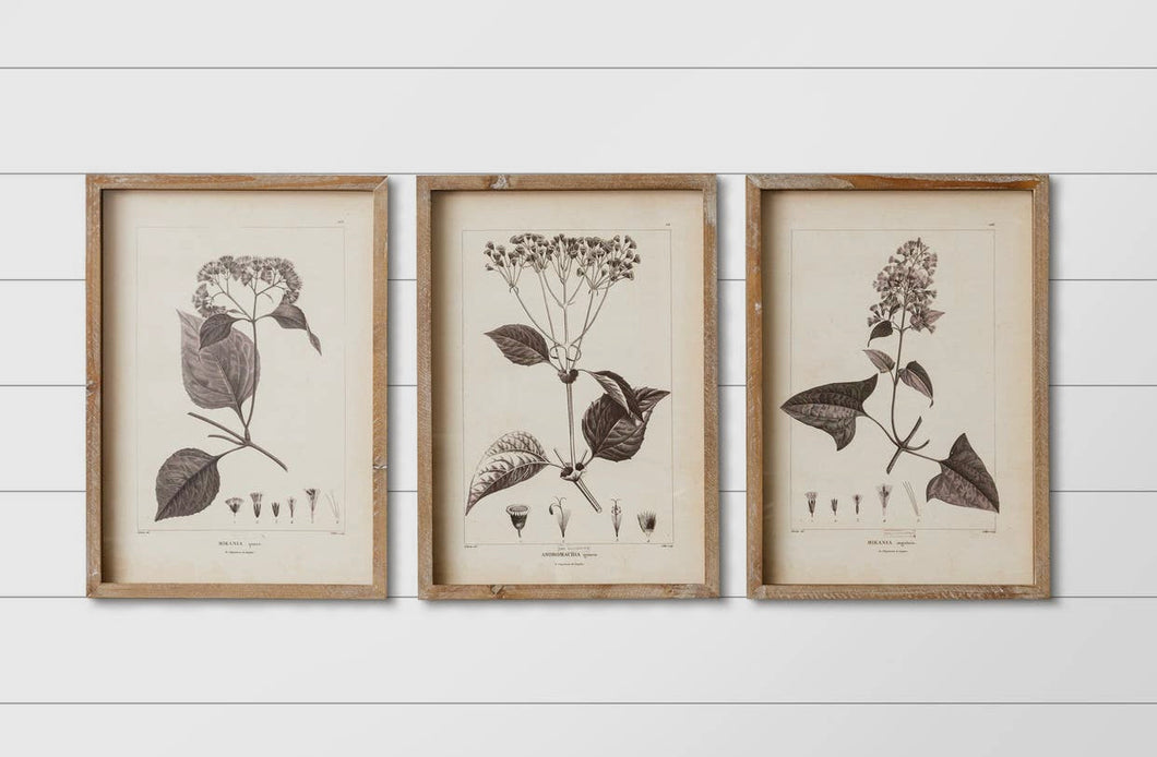 Framed B&W Botanical prints