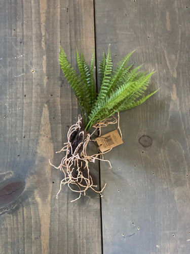 Short fern with exposed roots
