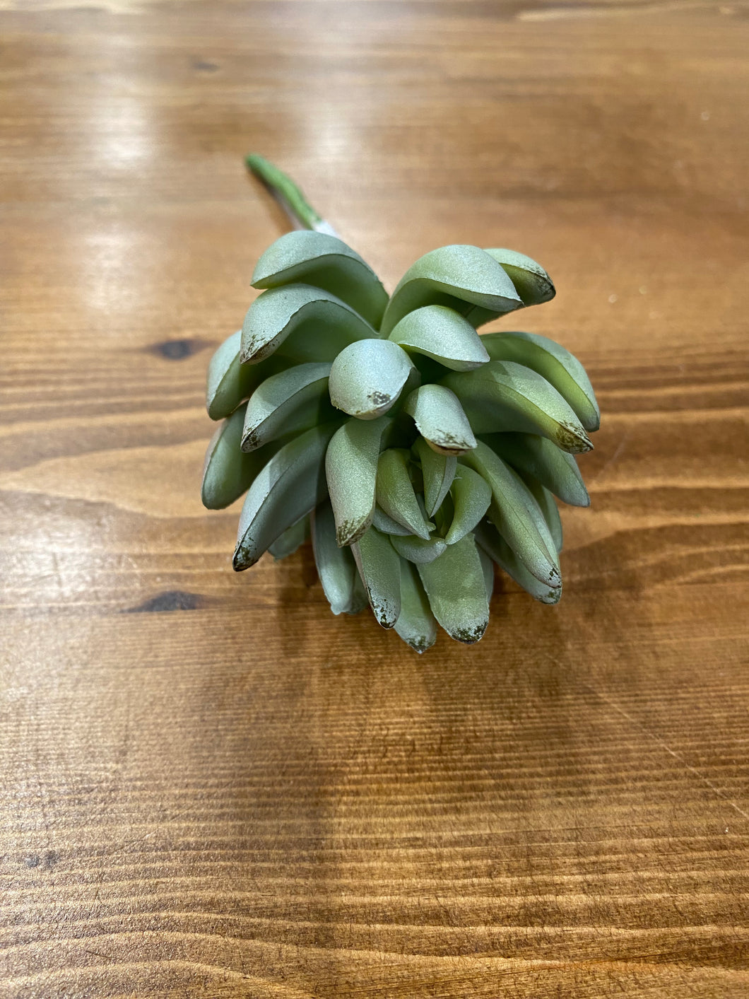 Green succulent pick